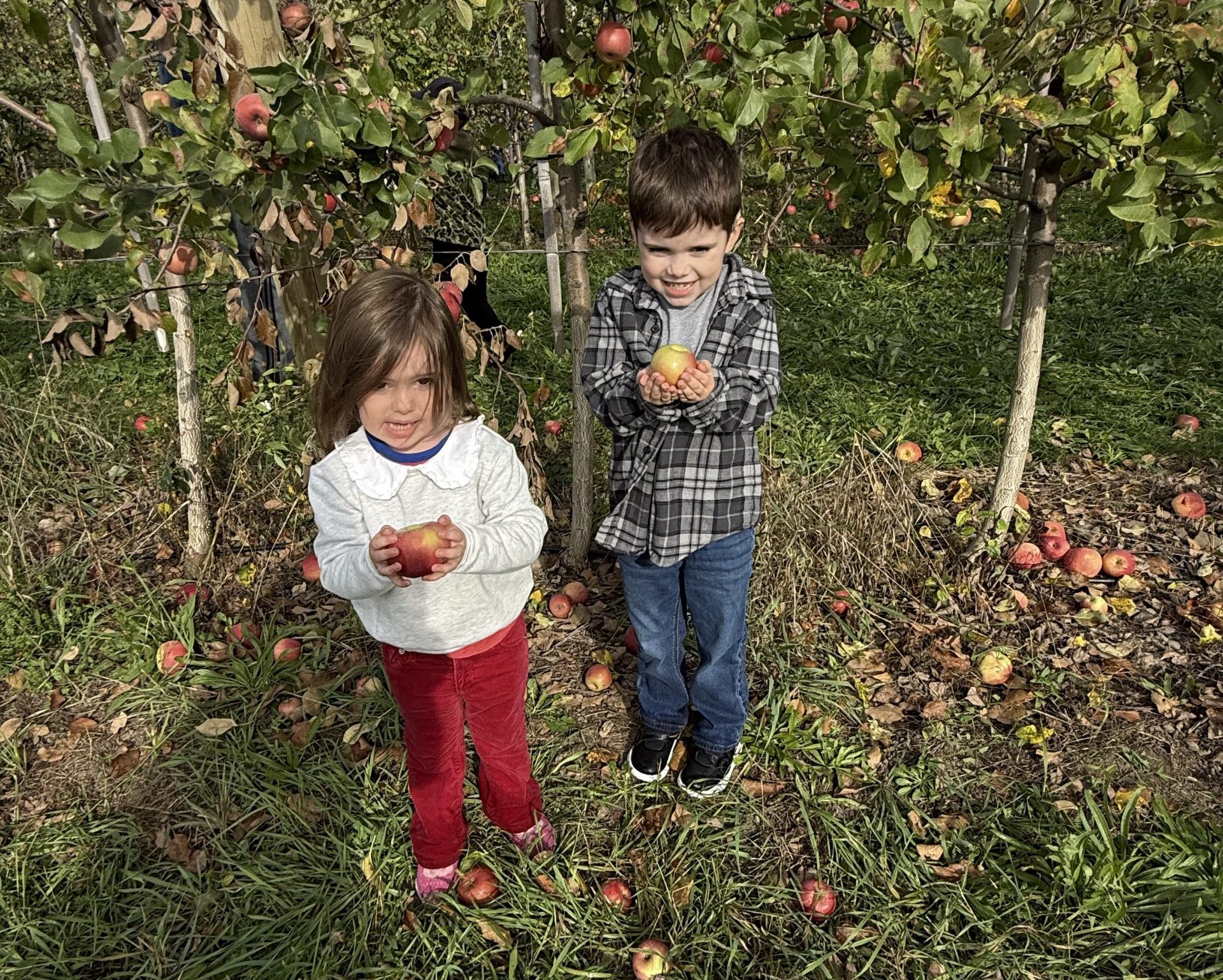 Kids picking apples