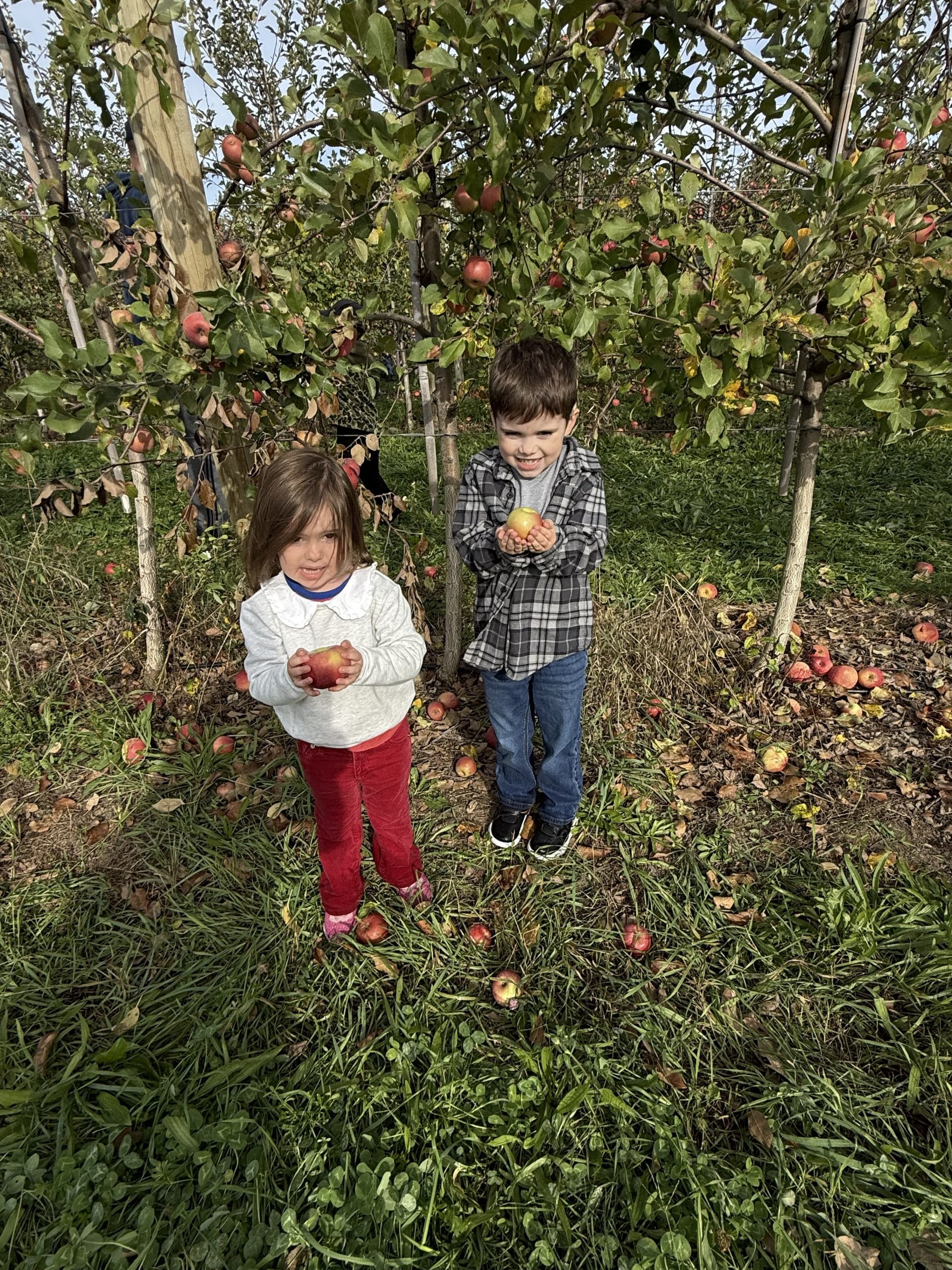 Fall Apple Picking (Altamont, NY)