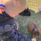 Boy feeding a rabbit.