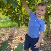 Image of a boy pulling apple from the tree