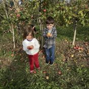 Kids picking apples